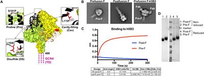 Structure-Based Design of Nipah Virus Vaccines: A Generalizable Approach to Paramyxovirus Immunogen Development